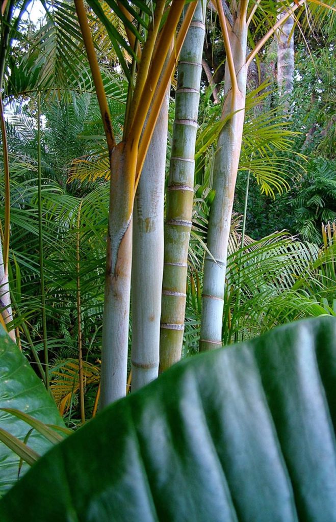 Cultivart sub tropical garden with bamboo palms and golden cane palms