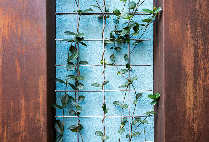 plant climbing up a wall